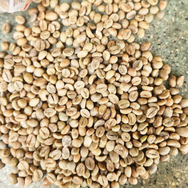 ROBUSTA S16.2